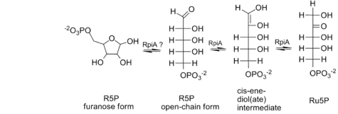 Fosfopentoosi-isomeraasin katalysoima reaktio.