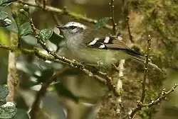 Valkojuovanapsija (Mecocerculus stictopterus)