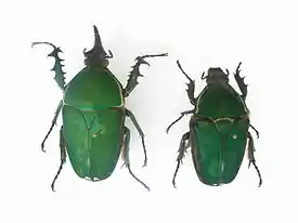 Mecynorhina torquata, koiras ja naaras