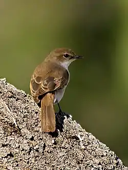 Savannisieppo (Bradornis mariquensis)