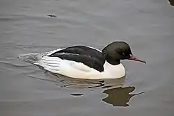 Isokoskelokoiras (Mergus merganser)