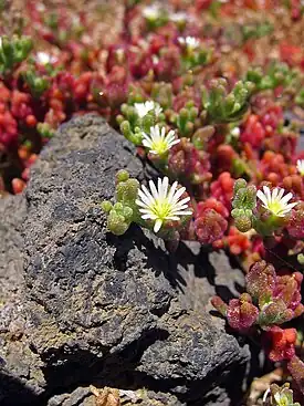 Mesembryanthemum nodiflorum