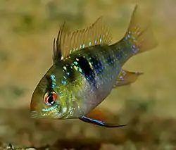 Perhoskirjoahven (Mikrogeophagus ramirezi)