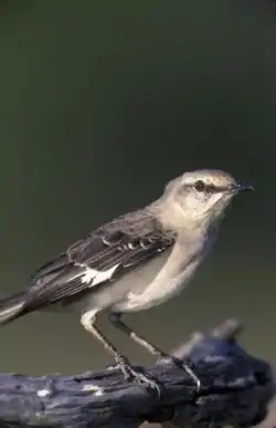 Taiturimatkija (Mimus polyglottos)