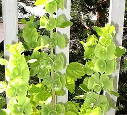 Kotilokukka Moluccella laevis