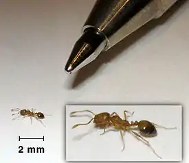 Tribus Solenopsidini: Faaraomuurahainen, Monomorium pharaonis