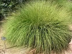 Muhlenbergia rigens