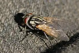 Huonekärpänen (Musca domestica)