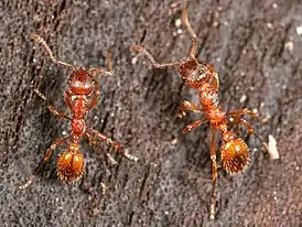 Siloviholaisen (Myrmica rubra) työläisiä