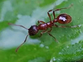 Siloviholainen (Myrmica rubra)