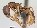 Tribus Myrmicini: Ryppyviholainen, Myrmica ruginodis