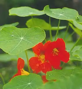 Isoköynnöskrassi (Tropaeolum majus)