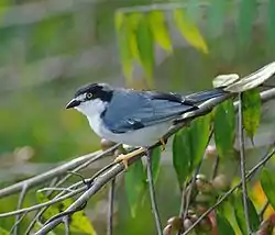 Kukkatangara (Nemosia pileata)