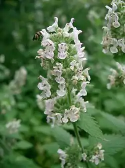 Aitokissanminttu (Nepeta cataria)