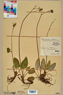 Siniahokeltano eli sinikeltano (Hieracium caesium)