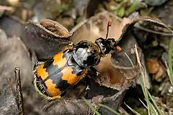 Pikkuturkkilo (Nicrophorus vespilloides)