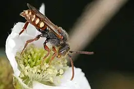 Harjukiertomehiläinen (Nomada alboguttata)