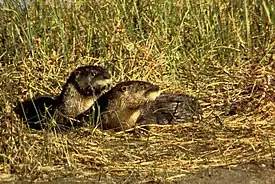 Amerikansaukkoja (Lontra canadensis)