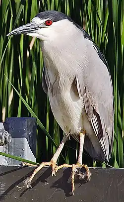 Yöhaikara (Nycticorax nycticorax)