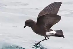 Pikkuetelänkeiju (Oceanites gracilis)