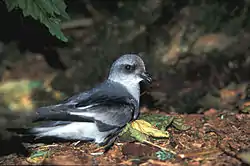 Harmaakeiju (Oceanodroma furcata)