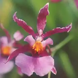 Tuoksunystykämmekkä (Oncidium ornithorhynchum)