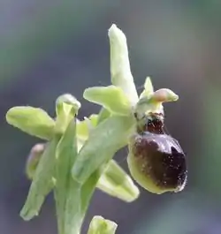 Ophrys araneola