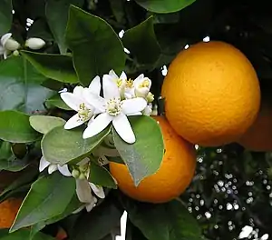 Appelsiini (Citrus sinensis)