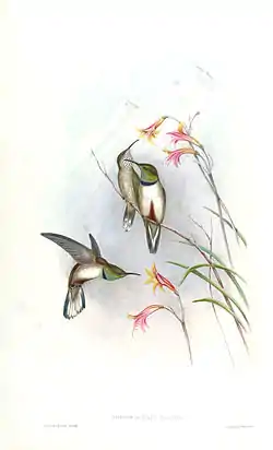 Ecuadorinandienkolibri