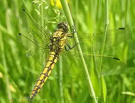 Merisinikorentonaaras (Orthetrum cancellatum)