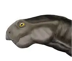 Oudenodon bainii