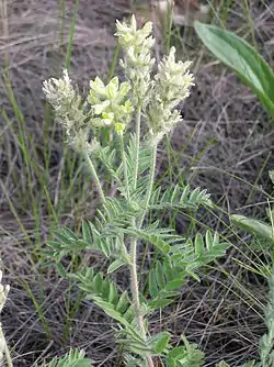 Arokeulankärki (Oxytropis pilosa)