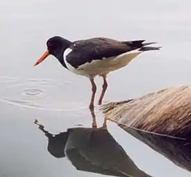 Meriharakka (Haematopus ostralegus)