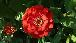 Tsinnia (Zinnia)