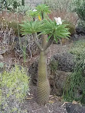 Aavikkopaksujalka (Pachypodium lamerei)