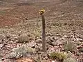 Pachypodium namaquanum, Richtersveld