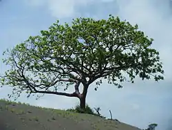 Tärpättitohtorinpuu (Bursera simaruba)