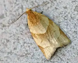 Pensasrullakääriäinen (Pandemis heparana)