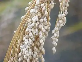 Viljahirssi (Panicum miliaceum)