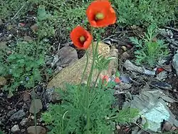 Ruisunikko (Papaver dubium)