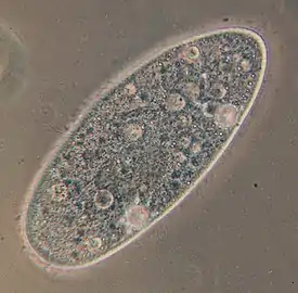 Paramecium aurelia -tohvelieläin