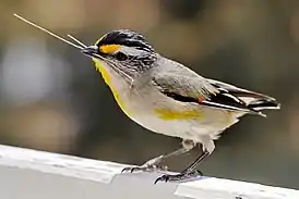 Metsähelmikäs (Pardalotus striatus)