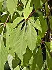 Tulivilliviini Parthenocissus quinquefolia ’Engelmannii’