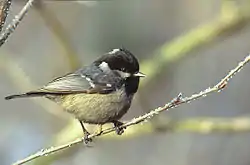 Kuusitiainen (Periparus ater)