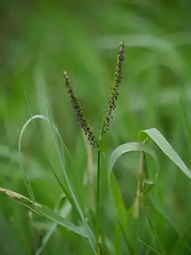 Hankahelmihirssi (Paspalum distichum)