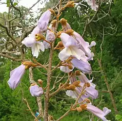 Keisaripuu Paulownia tomentosa