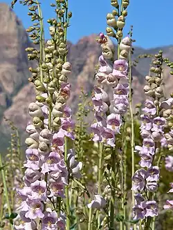 Tuoksupipo (Penstemon palmeri)