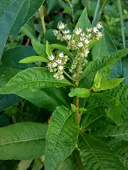 Amerikanviisisoppi (Penthorum sedoides)