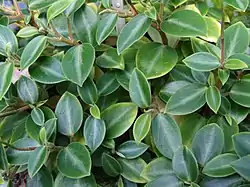 Pikkumuori (Peperomia orba)