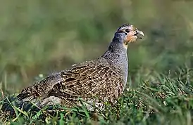 Peltopyy (Perdix perdix)